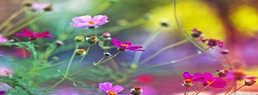 7 Facebook Timeline Cover