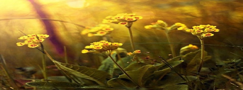 9 Facebook Timeline Cover