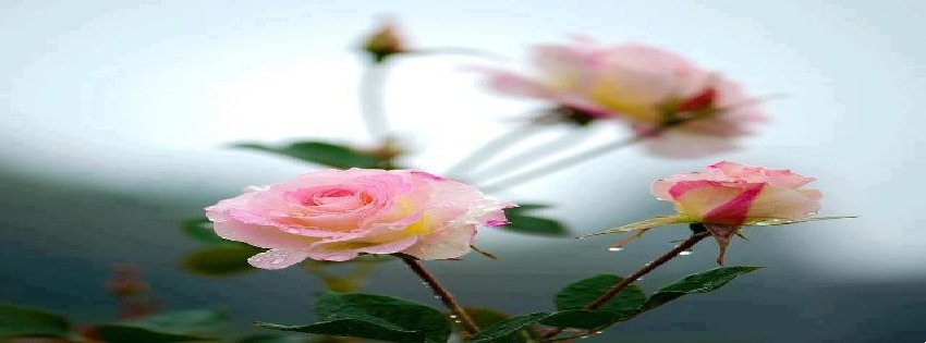 14 Facebook Timeline Cover