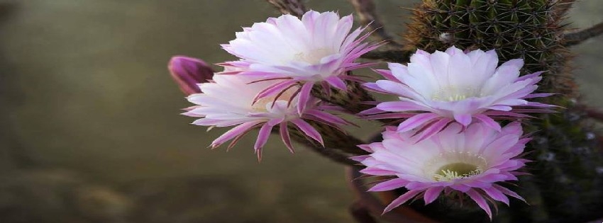 28 Facebook Timeline Cover